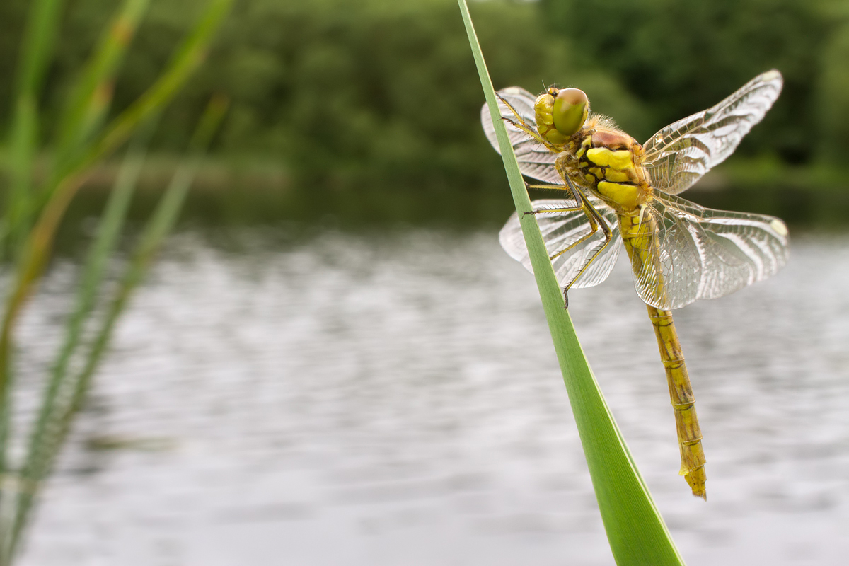 Common Darter wideangle